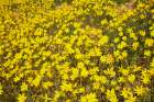Field of wildflowers, Munga-Thirri National Park, Australia. Art Print